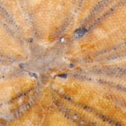 Drowning in Abundance … and Still Empty